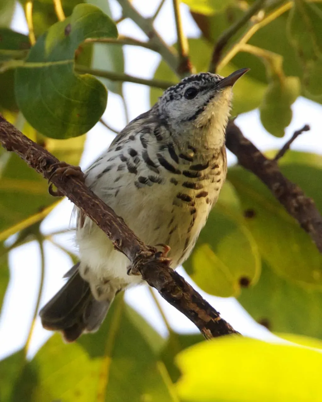 File:Ramsayornis fasciatus 1.jpg