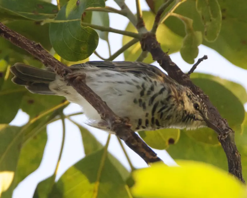 File:Ramsayornis fasciatus 2.jpg