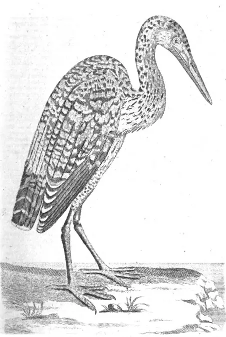 File:Botaurus pinnatus 1772 crop.jpg