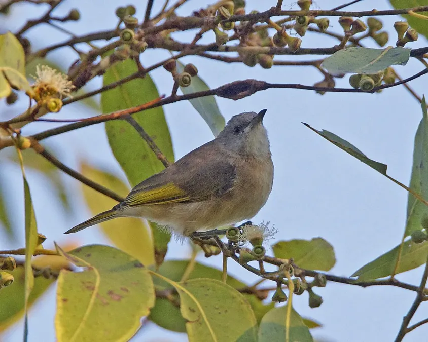 File:Conopophila albogularis 2.jpg