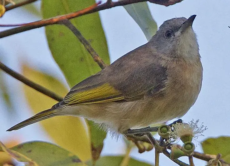 File:Conopophila albogularis 3.jpg