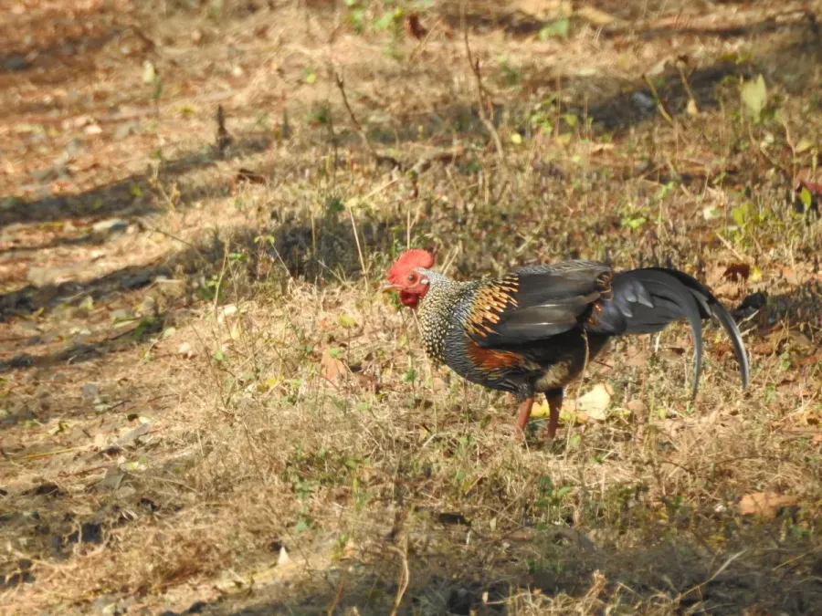 File:Grey Junglefowl Gallus sonneratii male by Raju Kasambe DSCN3853 (1) 01.jpg