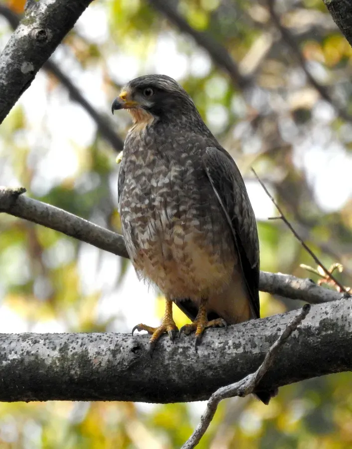 File:White-eyed Buzzard Butastur teesa by Raju Kasambe DSCN3886 01.jpg
