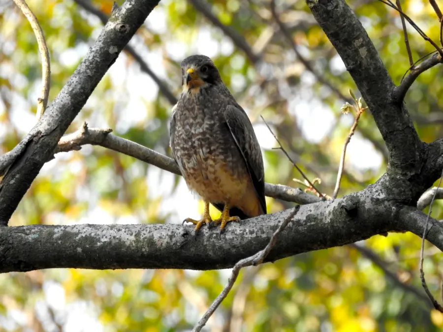 File:White-eyed Buzzard Butastur teesa by Raju Kasambe DSCN3886 05.jpg