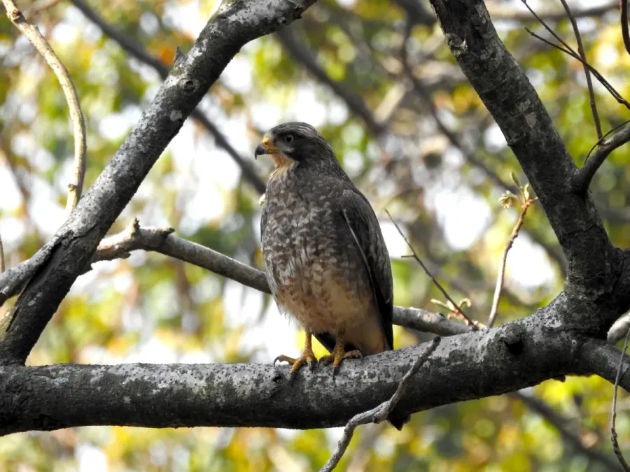 File:White-eyed Buzzard Butastur teesa by Raju Kasambe DSCN3886 04.jpg