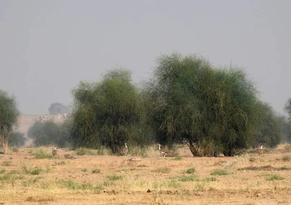 File:Great Indian Bustard Ardeotis nigriceps by Raju Kasambe DSCN9716 01.jpg