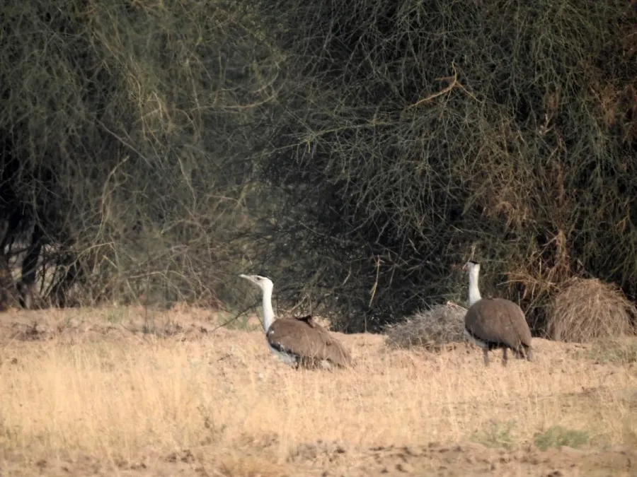 File:Great Indian Bustard Ardeotis nigriceps by Raju Kasambe DSCN9716 09.jpg