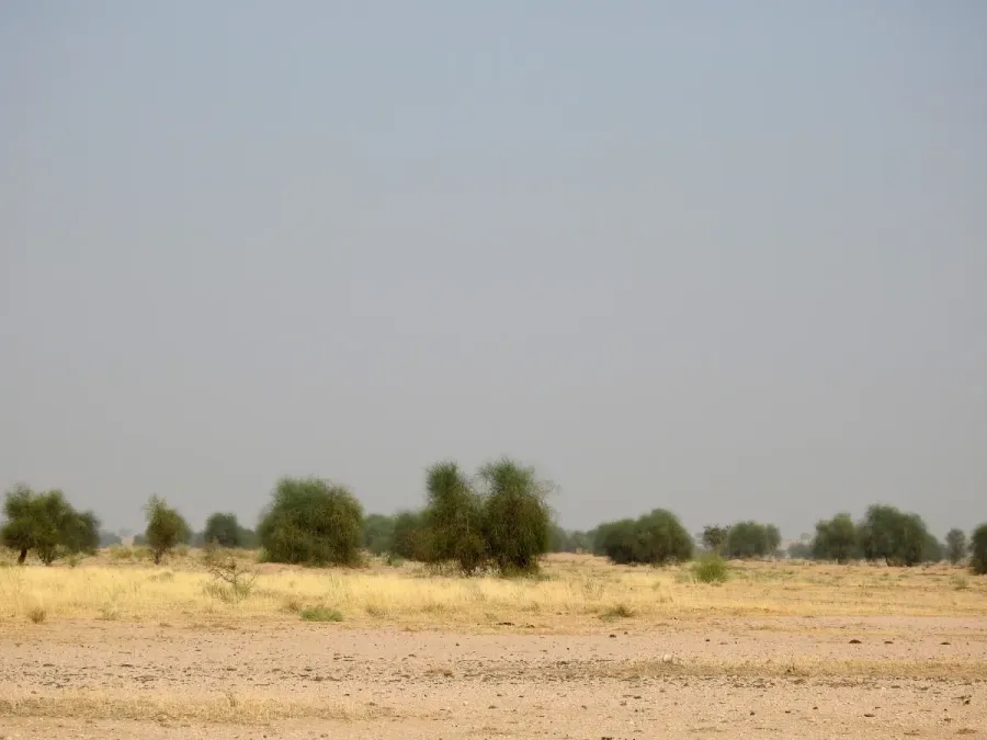 File:Great Indian Bustard Ardeotis nigriceps by Raju Kasambe DSCN9716 12.jpg