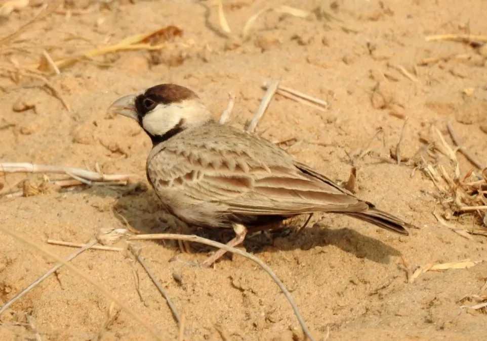 File:Black-crowned Sparrow-lark Eremopterix nigriceps by Raju Kasambe DSCN0094 03.jpg