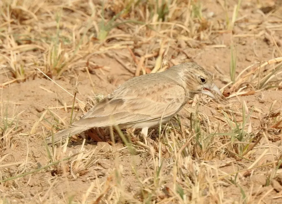 File:Black-crowned Sparrow-lark Eremopterix nigriceps by Raju Kasambe DSCN0094 05.jpg