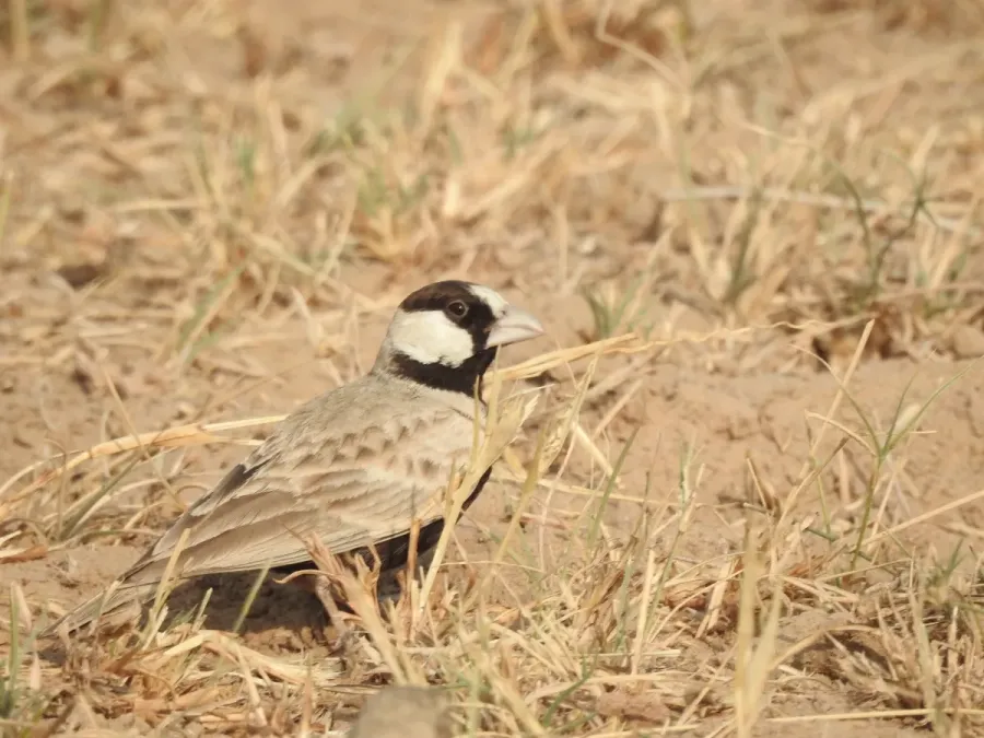 File:Black-crowned Sparrow-lark Eremopterix nigriceps by Raju Kasambe DSCN0094 04.jpg