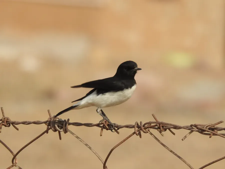 File:Variable Wheatear Oenanthe picata picata by Raju Kasambe DSCN9897 06.jpg