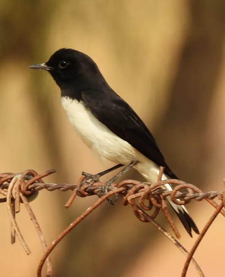 File:Variable Wheatear Oenanthe picata picata by Raju Kasambe DSCN9897 09.jpg