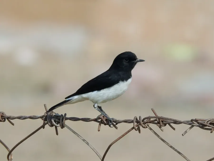 File:Variable Wheatear Oenanthe picata picata by Raju Kasambe DSCN9897 07.jpg