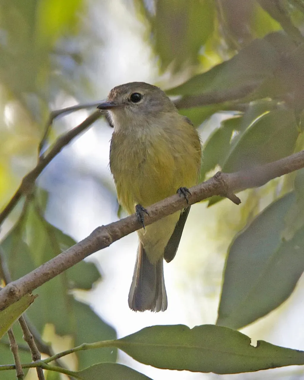 File:Microeca flavigaster flavigaster 1.jpg