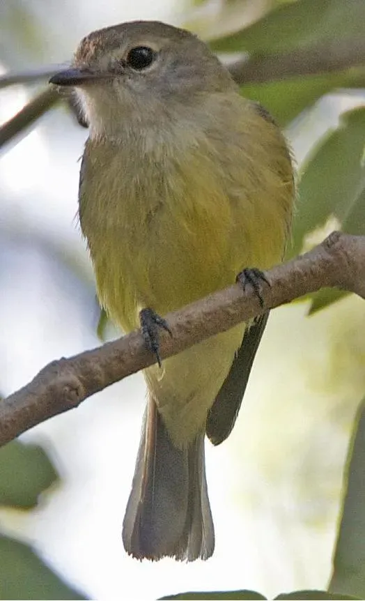 File:Microeca flavigaster flavigaster 2.jpg