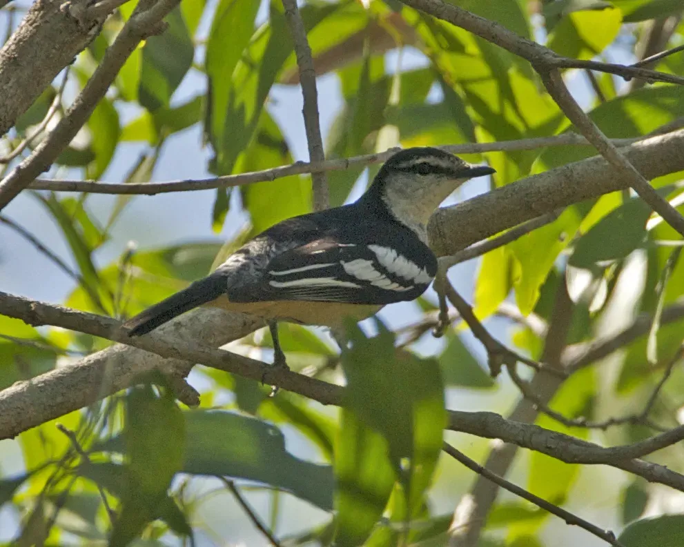 File:Lalage leucomela rufiventris 1.jpg