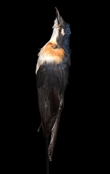 File:Myiagra freycineti Oustalet, 1881 2433875028.jpg
