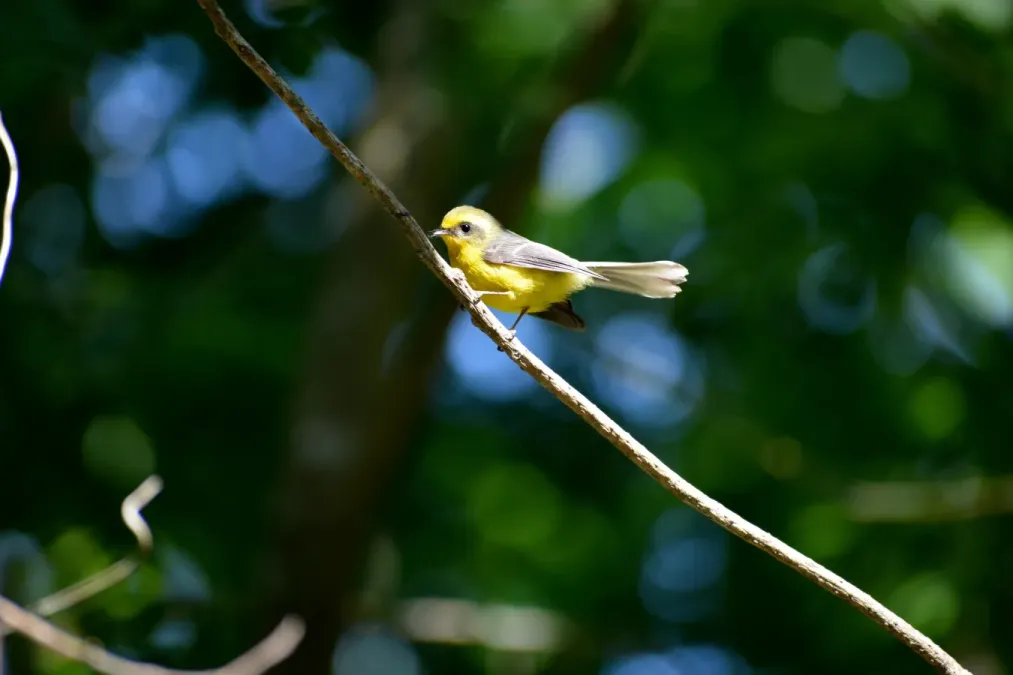 File:Chelidorhynx hypoxanthus.jpg