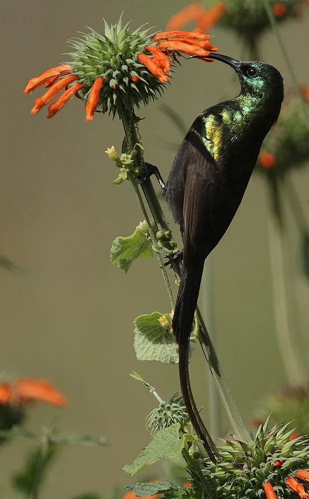 File:Bronze Sunbird (Nectarinia kilimensis) male.jpg