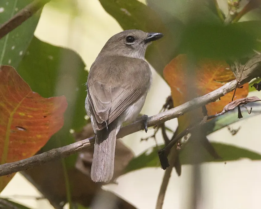 File:Pachycephala simplex simplex 1.jpg