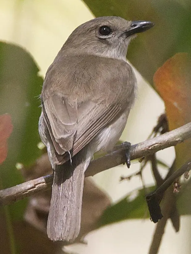 File:Pachycephala simplex simplex 2.jpg