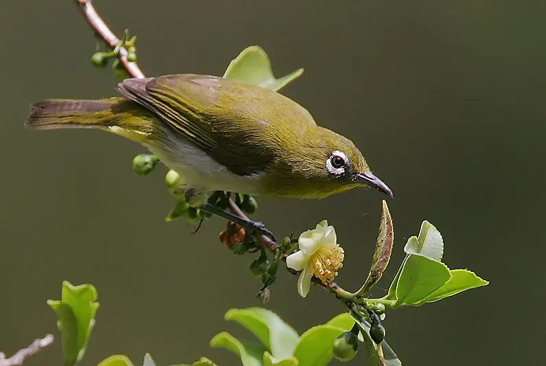 File:Flickr - Rainbirder - Ceylon White-eye (Zosterops ceylonensis).jpg
