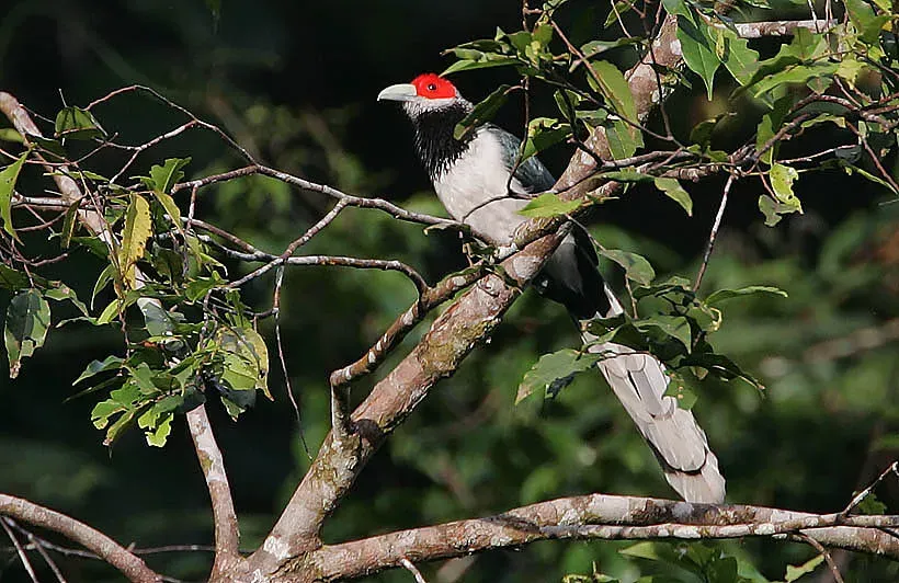 File:Flickr - Rainbirder - Red-faced Malkoha (Phaenicophaeus pyrrhocephalus) male.jpg