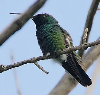 File:Flickr - Rainbirder - Green-throated Mango (Anthracothorax viridigula).jpg