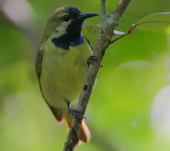 File:Flickr - Rainbirder - Plain-backed Sunbird male (Anthreptes reichenowi).jpg