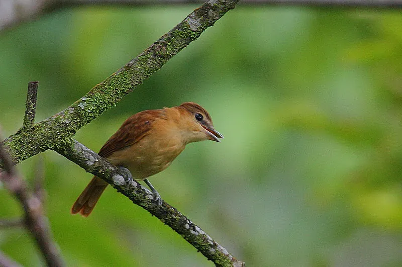 File:Flickr - Rainbirder - Cinnamon Becard (Pachyramphus cinnamomeus).jpg
