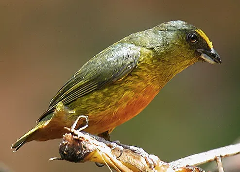 File:Flickr - Rainbirder - Olive-backed Euphonia (Euphonia gouldi) male.jpg