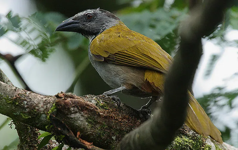 File:Flickr - Rainbirder - Black-headed Saltator (Saltator atriceps).jpg