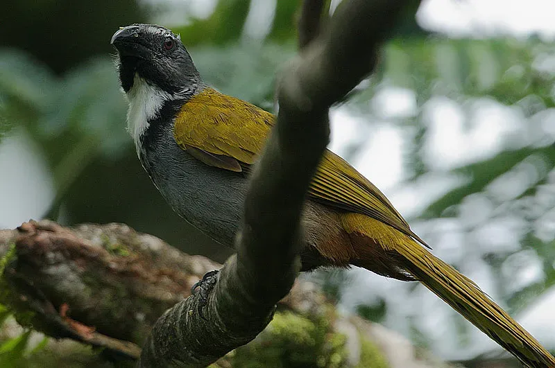 File:Flickr - Rainbirder - Black-headed Saltator (Saltator atriceps) (1).jpg