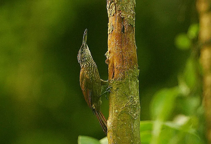File:Flickr - Rainbirder - COCOA WOODCREEPER (Xiphorhynchus susurrans).jpg