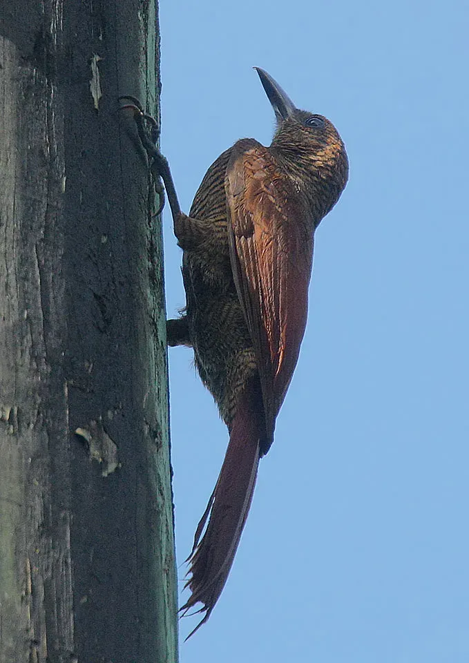 File:Flickr - Rainbirder - Northern Barred Woodcreeper (Dendrocolaptes sanctithomae).jpg