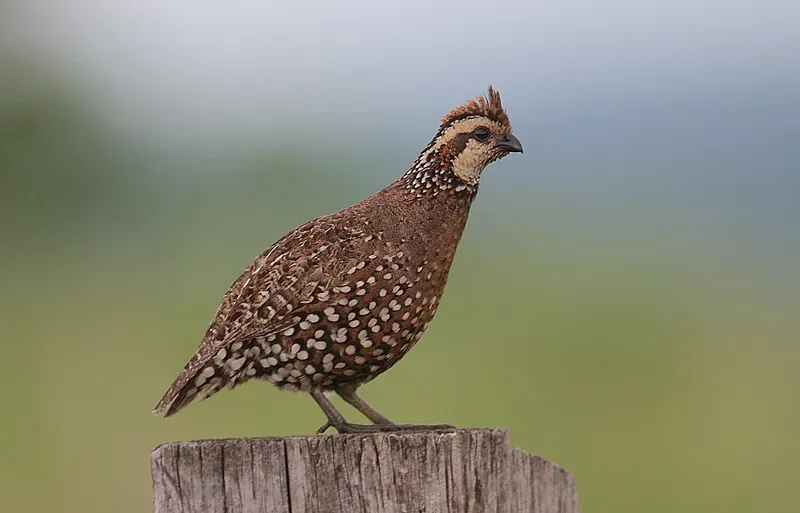 File:Flickr - Rainbirder - Crested Bobwhite (Colinus cristatus).jpg