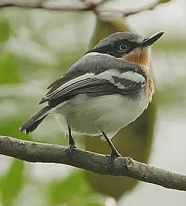 File:Flickr - Rainbirder - Pale Batis (Batis soror).jpg