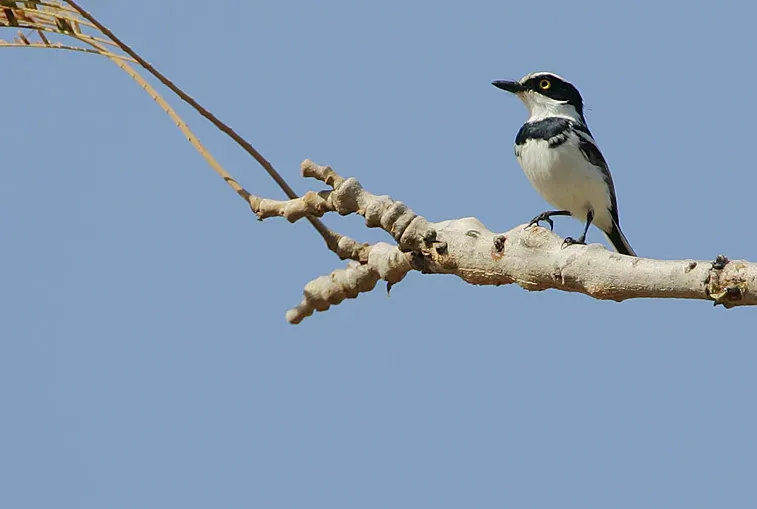 File:Flickr - Rainbirder - Senegal Batis (Batis senegalensis) (1).jpg