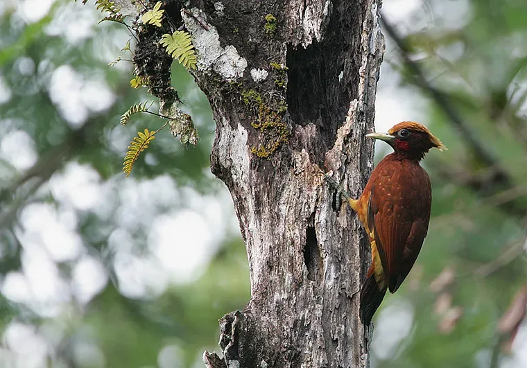 File:Flickr - Rainbirder - Chestnut Woodpecker (Celeus elegans).jpg