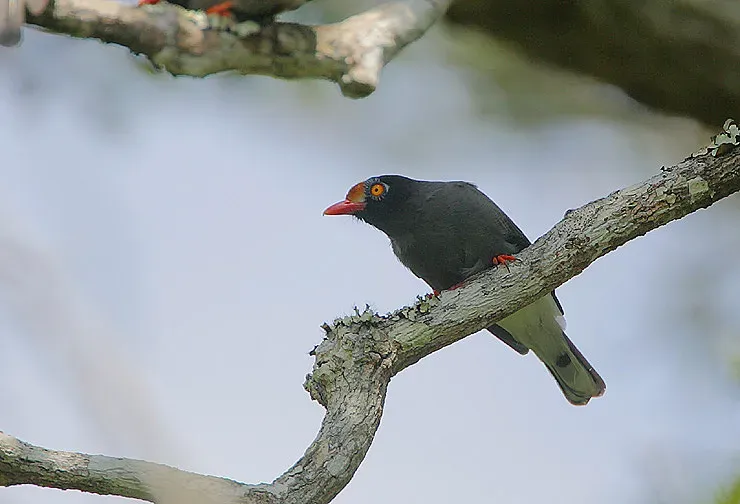 File:Flickr - Rainbirder - Chestnut-fronted Helmet-shrike (Prionops scopifrons).jpg