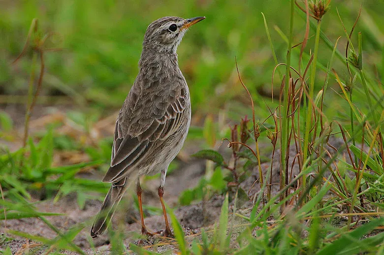 File:Flickr - Rainbirder - Malindi Pipit (Anthus melindae) (1).jpg