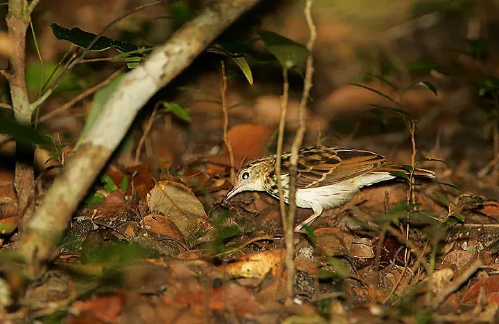 File:Flickr - Rainbirder - Sokoke Pipit (Anthus sokokensis) with a spider.jpg