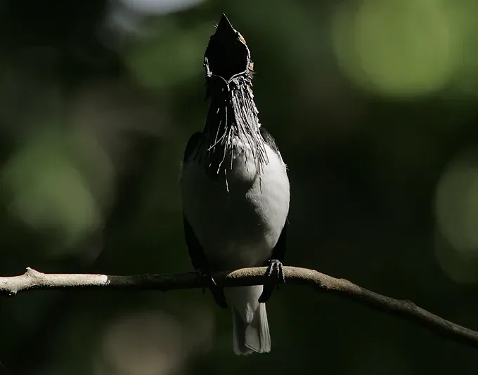 File:Flickr - Rainbirder - Bearded Bellbird (Procnias averano) male in full call.jpg