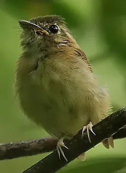 File:Flickr - Rainbirder - Stub-tailed Spadebill (Platyrinchus cancrominus) (1).jpg