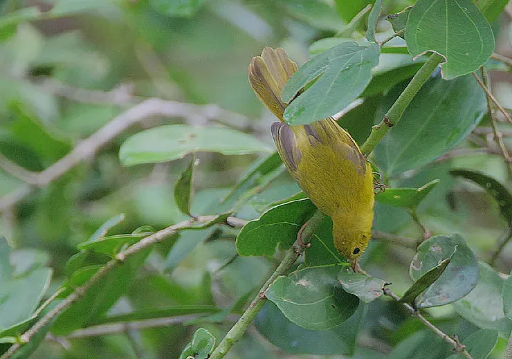 File:Flickr - Rainbirder - Little Yellow Flycatcher (Erythrocercus holochlorus).jpg