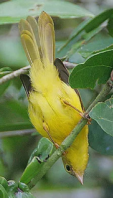 File:Flickr - Rainbirder - Little Yellow Flycatcher (Erythrocercus holochlorus) (1).jpg