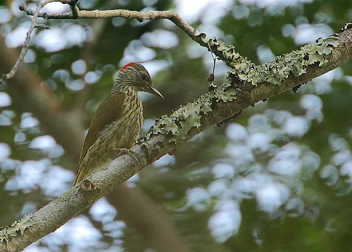File:Flickr - Rainbirder - Mombasa Woodpecker (Campethera mombassica) (1).jpg