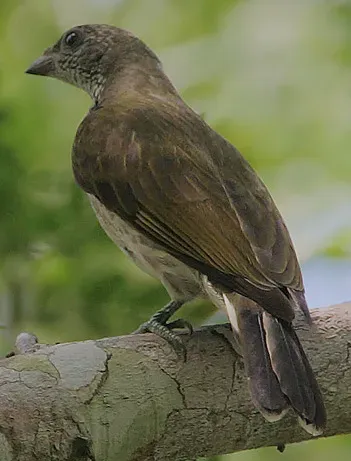 File:Flickr - Rainbirder - Scaly-throated Honeyguide (Indicator variegatus) (1).jpg