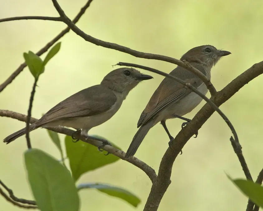 File:Pachycephala simplex simplex 3.jpg